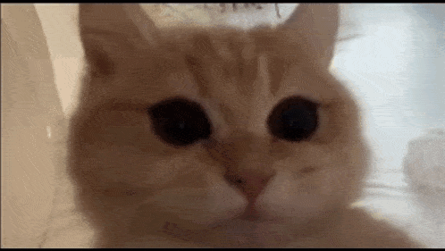 a close up of a cat 's face looking at the camera with a blurry background .