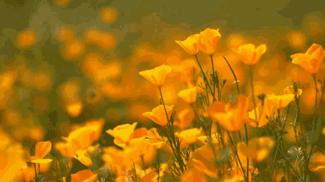 a field of yellow flowers with green leaves