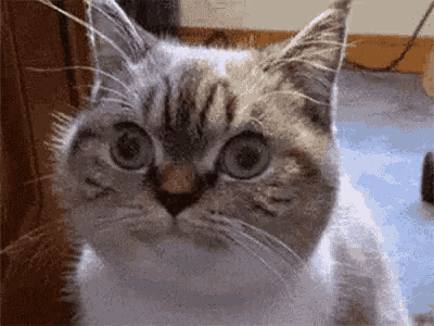 a close up of a cat with blue eyes
