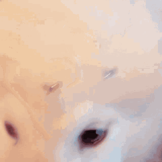 a close up of a dog 's face looking at the camera with a blurry background .