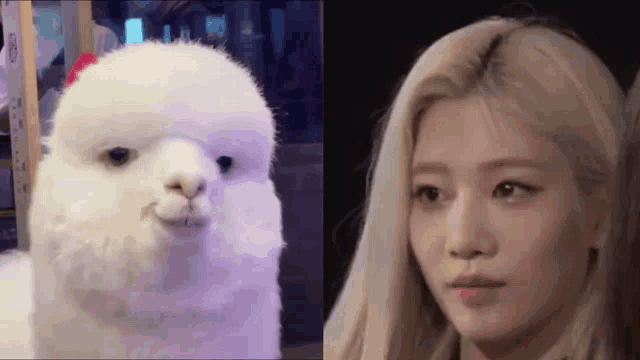 a close up of a white alpaca next to a close up of a blonde woman
