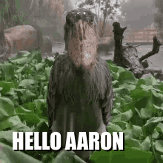 Hello Aaron GIF - Hello Aaron GIFs