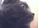 a close up of a black cat 's face looking up at the camera .