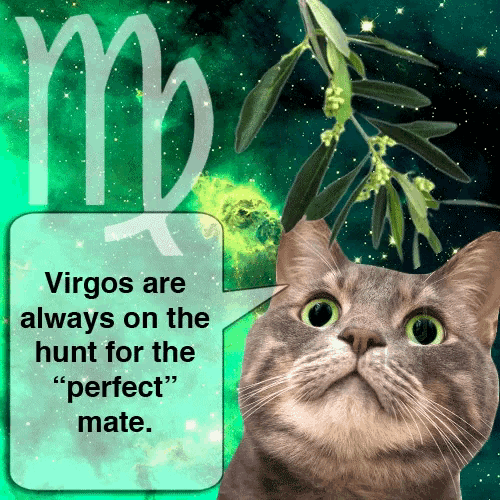 a cat with a speech bubble saying virgos are always on the hunt for the " perfect " mate