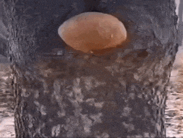 a close up of a jellyfish in the water .