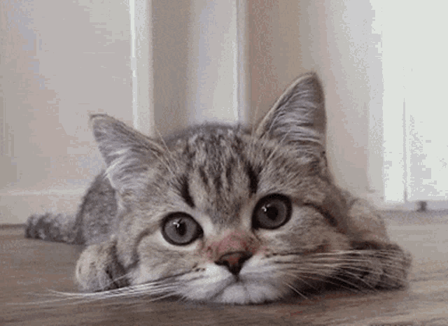 Cat Scratch GIF - Cat Scratch GIFs