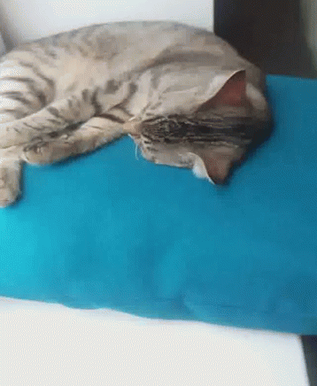 Cat Sleeping GIF - Cat Sleeping Chill GIFs