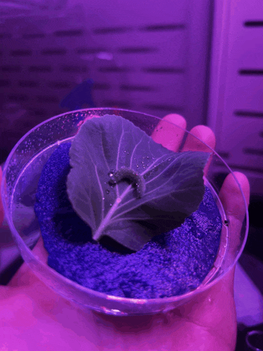 a person is holding a small plant in a plastic container with purple light behind it
