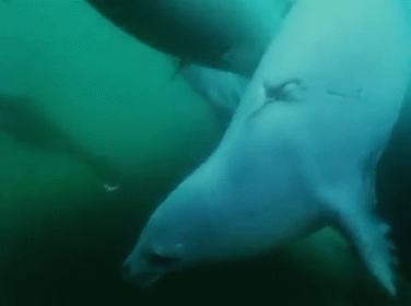 A Great Variety Of Life Under The Sea GIF - Fish Ocean Sea GIFs