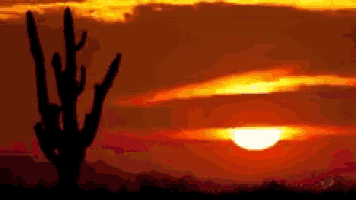 a cactus is silhouetted against a sunset with mountains in the background