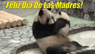 Feliz Dia De Las Madres Panda GIF - Feliz Dia De Las Madres Panda GIFs