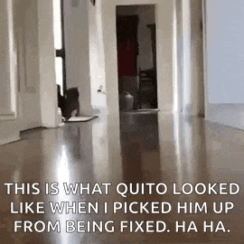 Dog Run GIF