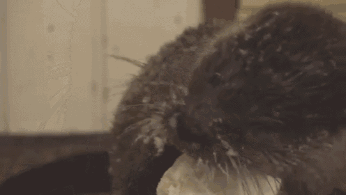 Nah Nah This Is Mine GIF - Otter Fish Eating GIFs