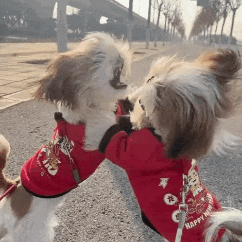 Terrariuh Dogs Fighting GIF - Terrariuh Dogs Fighting Stan Twt GIFs