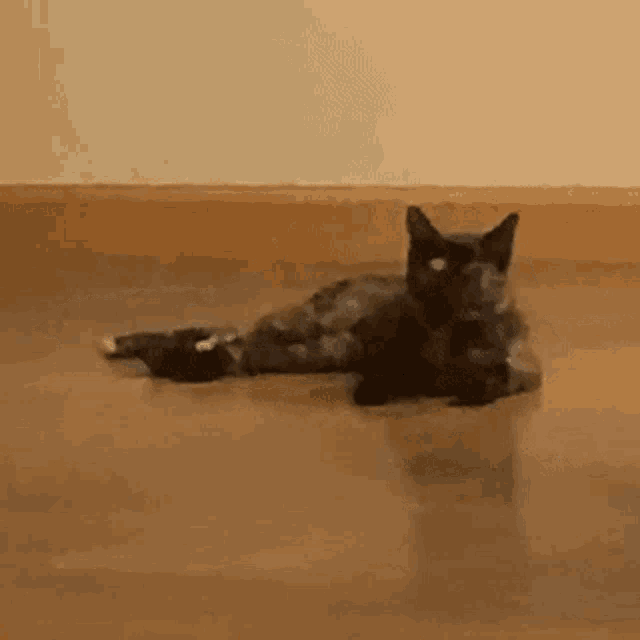 a cat is laying on its back on a wooden floor in a room .