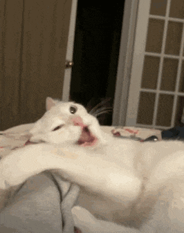 a white cat is yawning while laying on a bed with its mouth open .