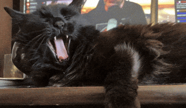 a black cat yawning with its tongue out
