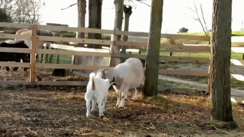 Txt GIF - Goat Farm Kid GIFs
