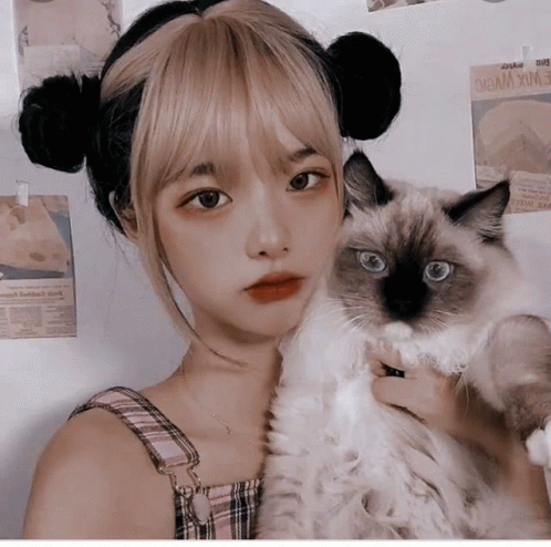 Korean Girl 13years Olds GIF - Korean Girl 13years Olds Cats GIFs