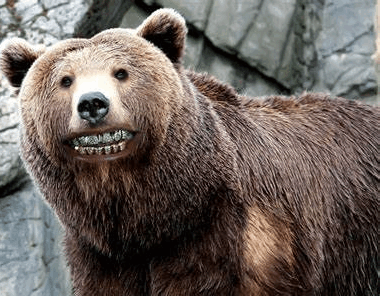 Bear Funny GIF - Bear Funny Wild GIFs