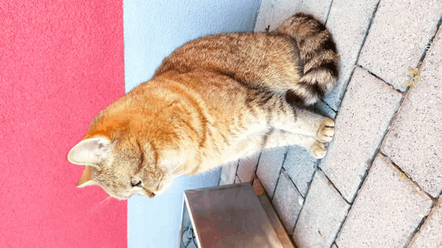 a cat is laying on a brick sidewalk looking up