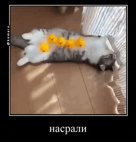 a cat is laying on the floor with rubber ducks on it .
