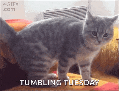 a cat is standing on its hind legs on a bed with the words tumbling tuesday below it .