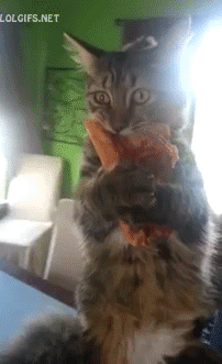 Cat Pizza Love GIF - GIFs