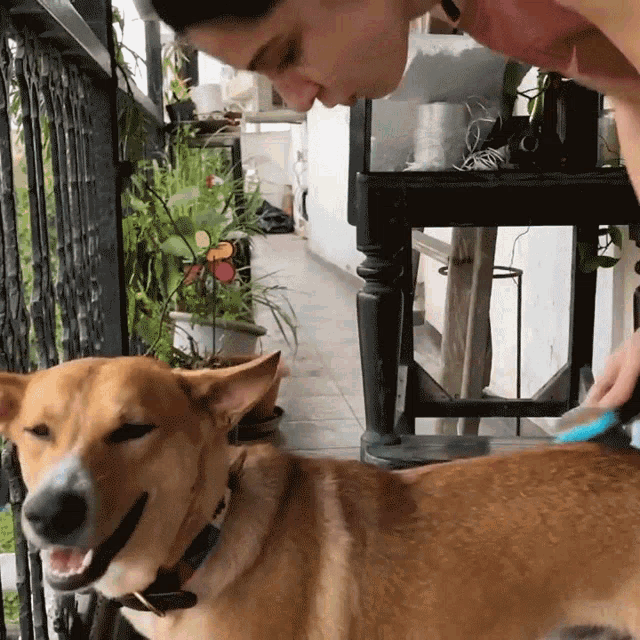 Brushing Dog Coat Scherezade Shroff GIF - Brushing Dog Coat Scherezade Shroff Take Care Of Dog GIFs