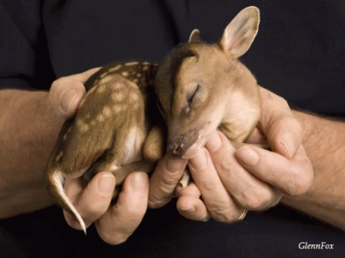 Cute Deer GIF - Cute Deer Baby GIFs