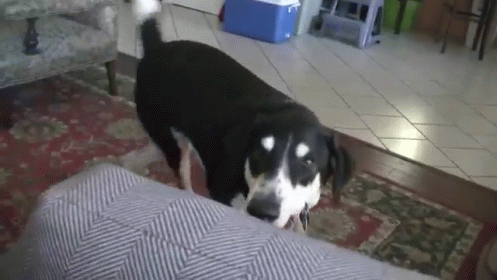 So Excite GIF - Dogs Excited Oh Boy GIFs