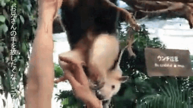 a person is petting a small animal that is hanging upside down .