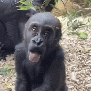 a baby gorilla with its tongue hanging out
