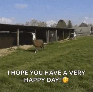 Happy Llamas GIF - Happy Llamas GIFs