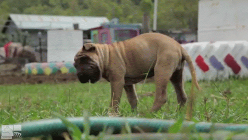 What'S Over There? GIF - Dog Puppy Curious GIFs