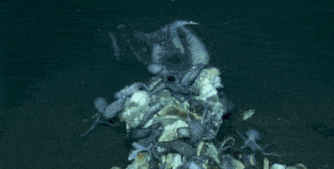 a group of octopus are swimming around a skeleton .