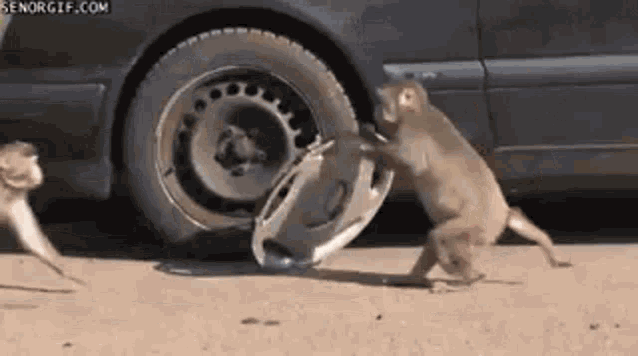 a group of monkeys are playing with a car wheel cover .