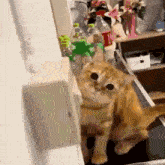 a cat is sitting on a counter next to a bottle of water .
