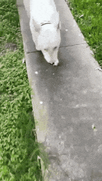 a white dog walking on a sidewalk with grass growing on the side