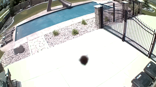 Crazy Bee GIF - Crazy Bee Attack GIFs