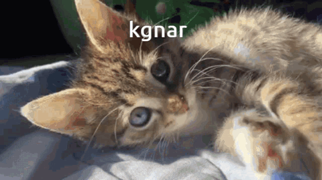 a kitten with blue eyes is laying on its back on a blanket with the word kgnar above it