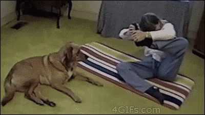 Hah Easy GIF - Dogs Yoga GIFs