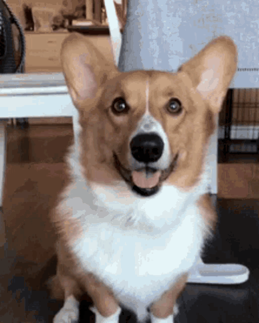a brown and white corgi dog is sitting on the floor with its tongue out .