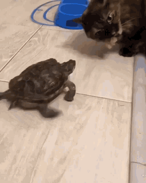 Animals Hungry GIF - Animals Hungry Steal GIFs