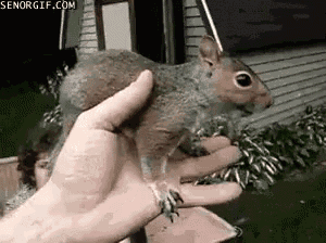 a person is holding a squirrel in their hand and it is looking at the camera .