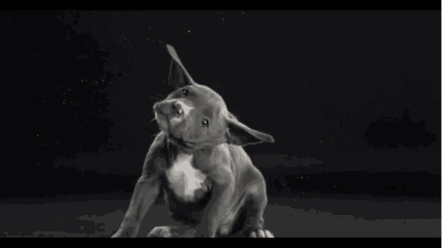 a black and white drawing of a puppy with its ears up
