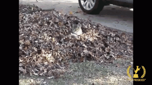 Cat Plays In Leaves GIF - Cat Leaves Fall GIFs