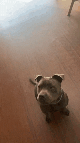 a small dog is sitting on a wooden floor and looking up .