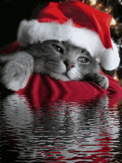 a cat wearing a santa hat is laying on a red blanket