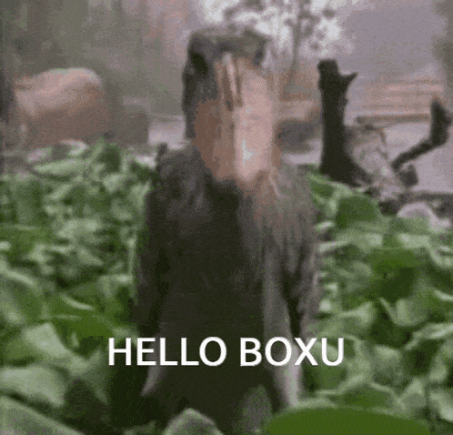 a bird with a large beak is standing in a field with the words hello boxu written below it
